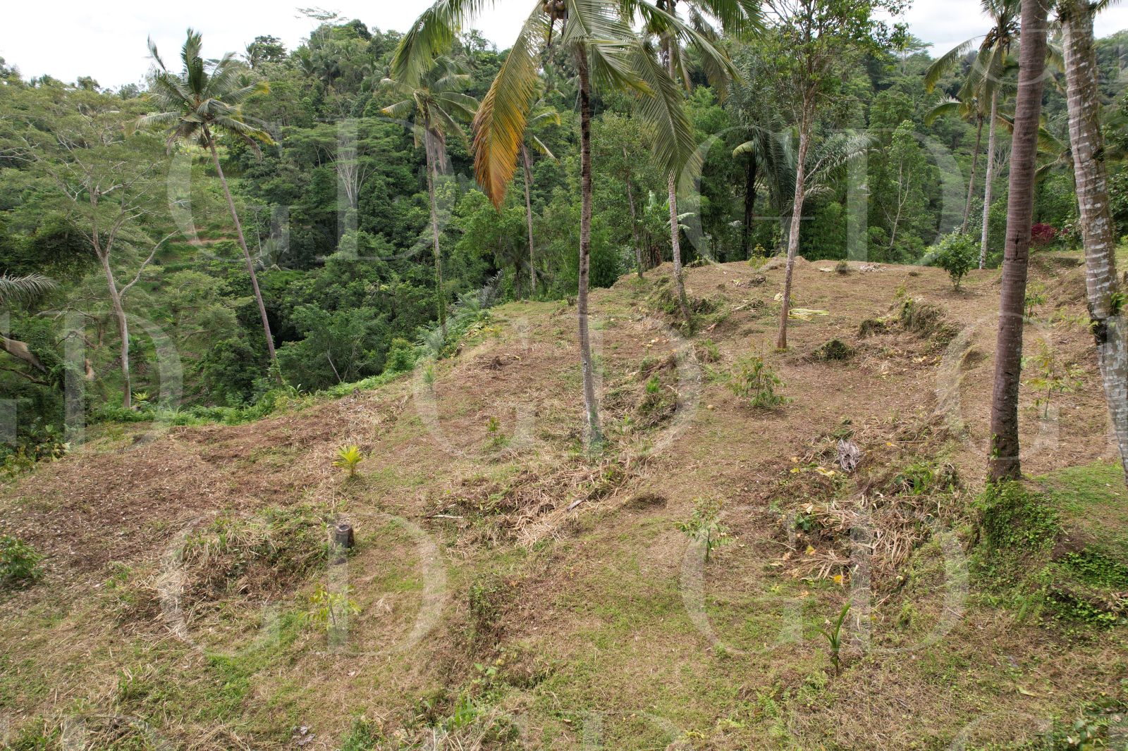 53.5 ARE PLOT WITH RIVER VIEW IN UBUD